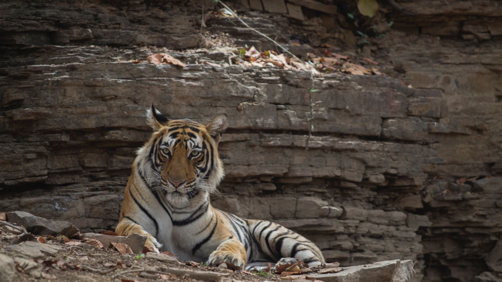 बाघों को बचाने का विज्ञान