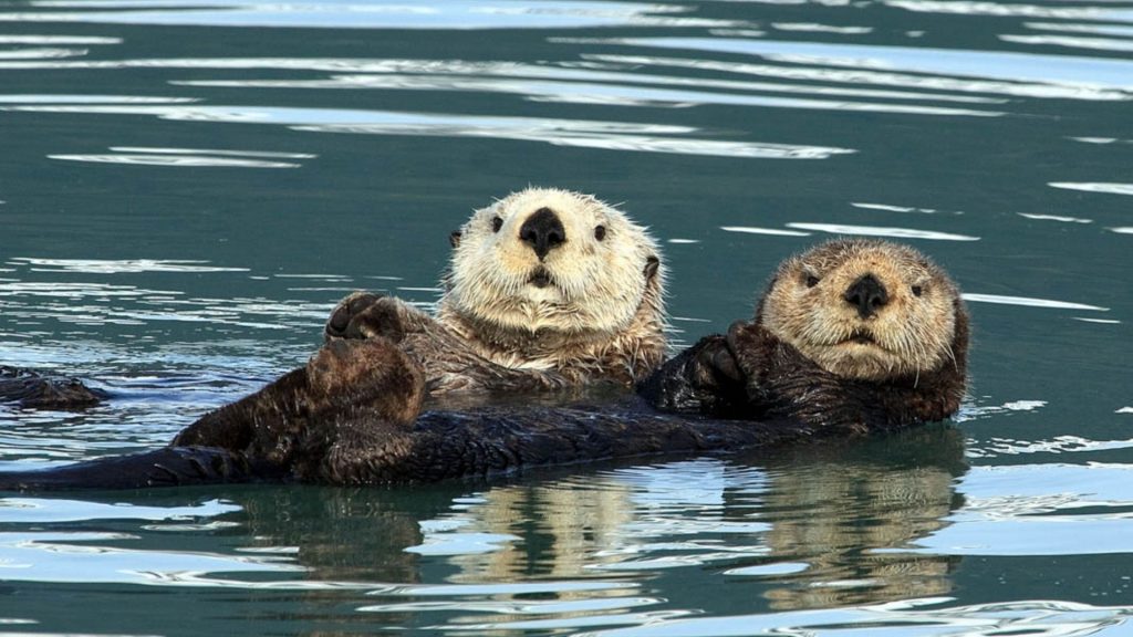 2 sea otters swimming on their backs. (© Charles Nolder/Alamy)