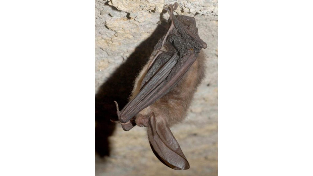Bat hanging upside down in cave. (© Nature and Science/Alamy)