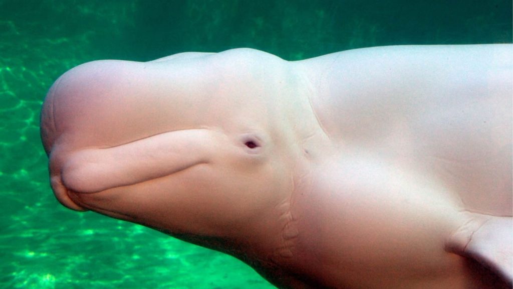 Beluga whale. (© Antony Souter/Alamy)