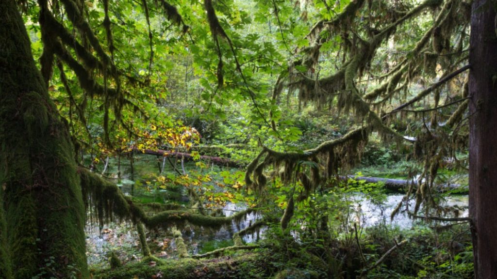 Trees and moss in rainforest (© George Rose/Getty Images)