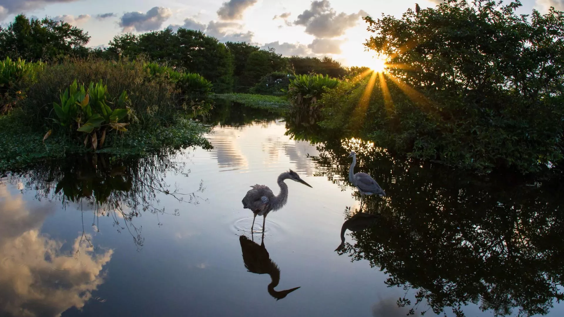 The U.S. Protects Wetlands